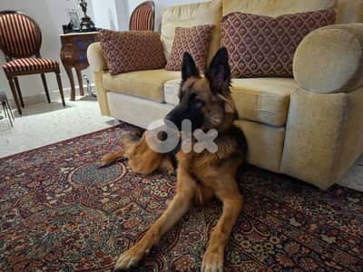 German Female Dog