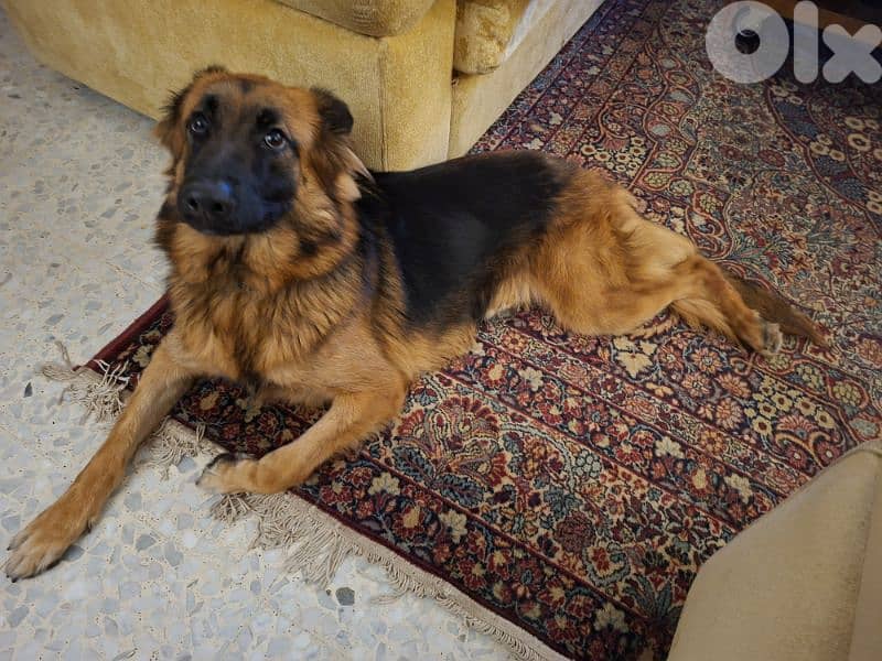 German Female Dog 2