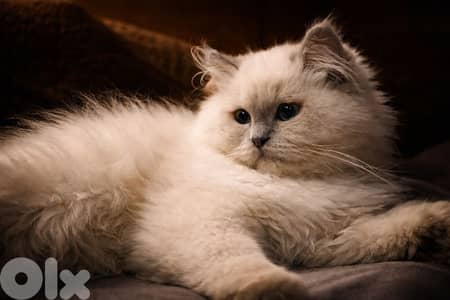 Male Himalayan for mating