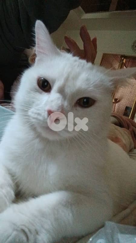 3 years old male cat 2