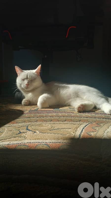 3 years old male cat 1
