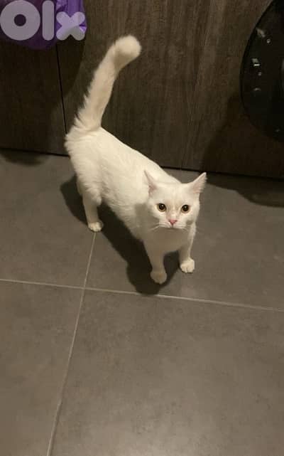 3 years old male cat