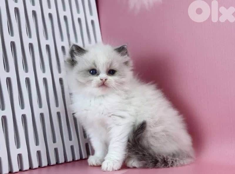 RagDoll Kittens Highest Quality 1