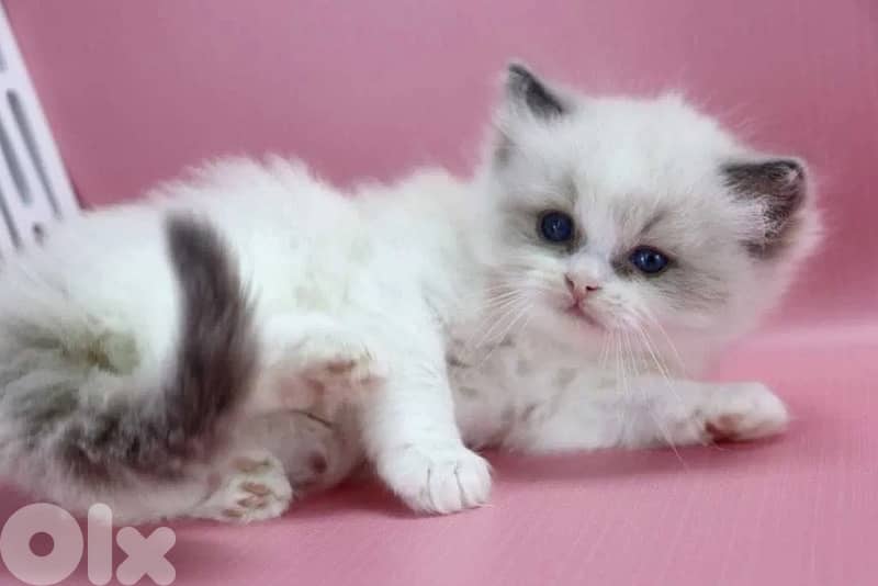 RagDoll Kittens Highest Quality 2