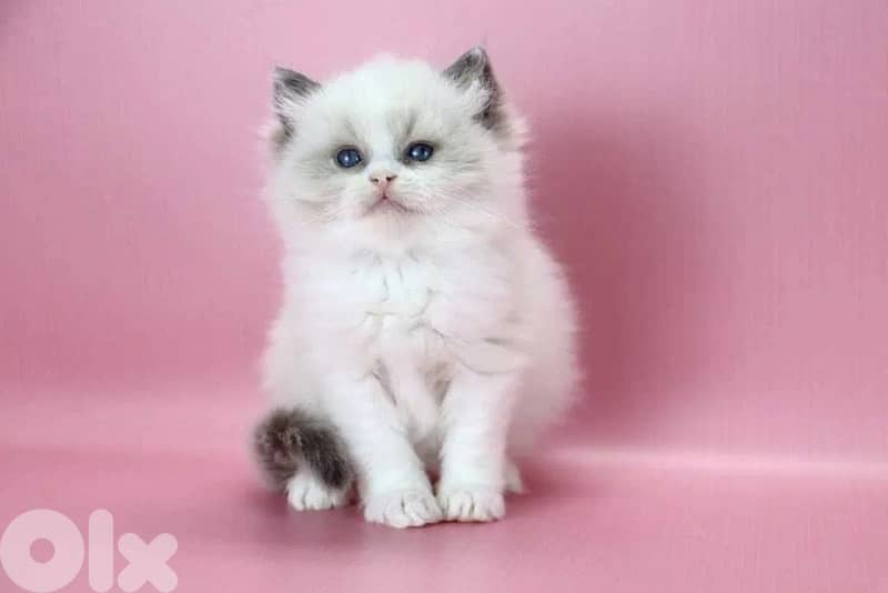 RagDoll Kittens Highest Quality 3