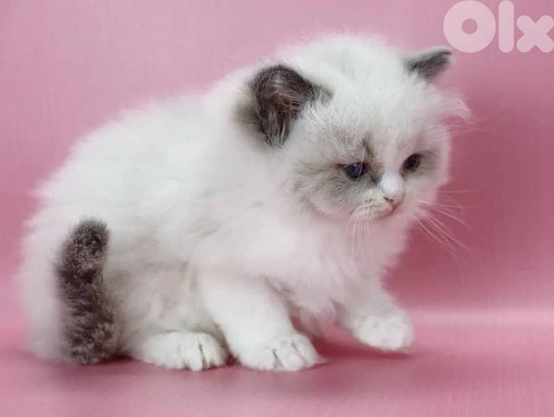 RagDoll Kittens Highest Quality 4