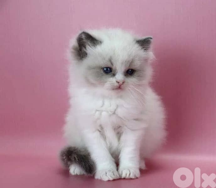 RagDoll Kittens Highest Quality 6