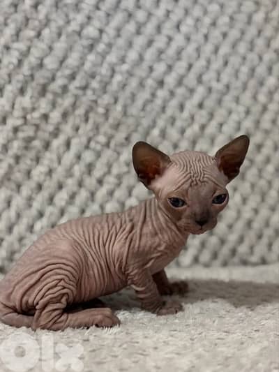 Sphynx Kittens Pink/Black