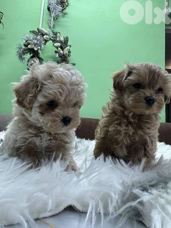 Toy Multipoo puppies 1