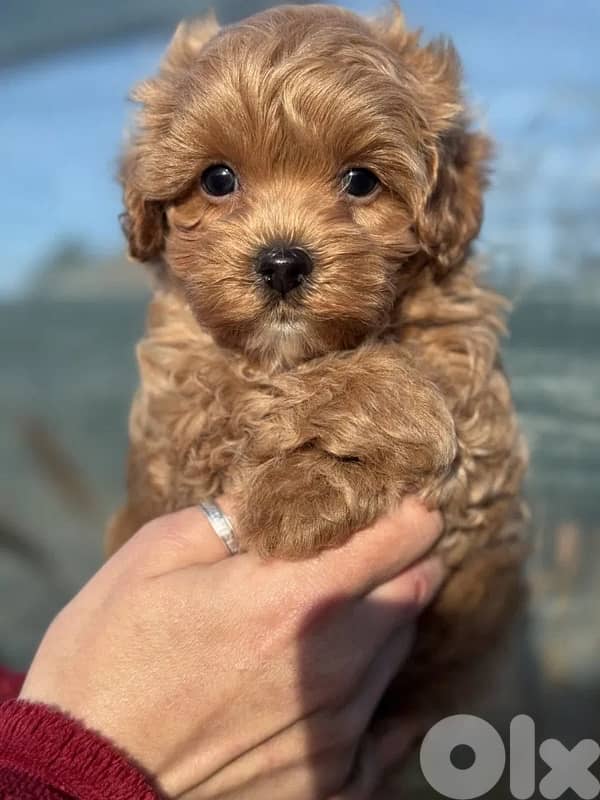 Toy Multipoo puppies 3