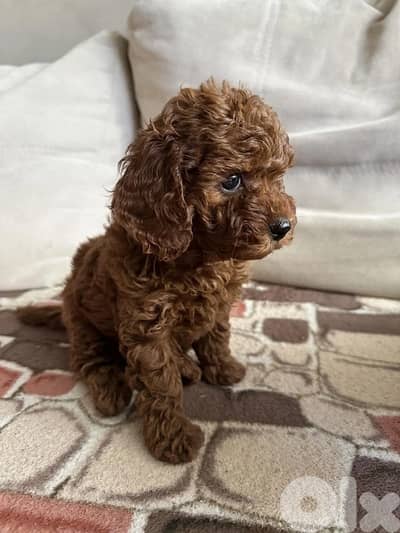Toy Poodle Puppies imported