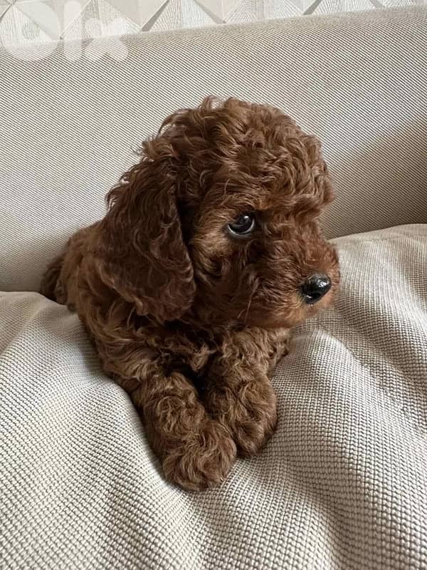 Toy Poodle Puppies imported 2