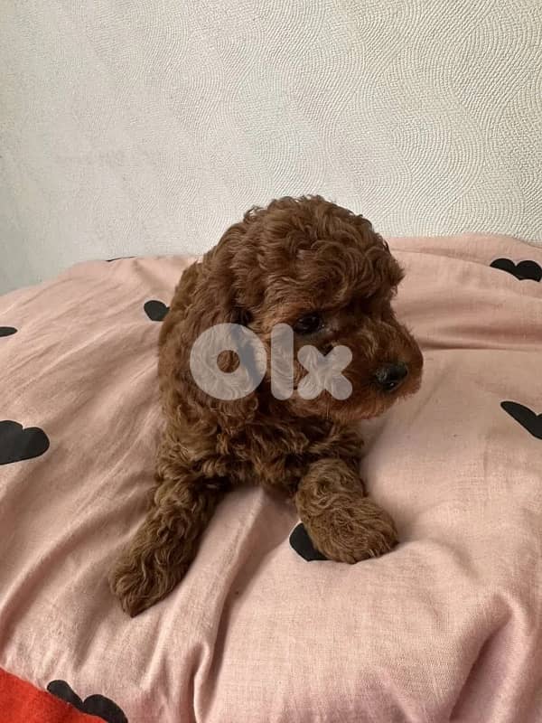 Toy Poodle Puppies imported 4