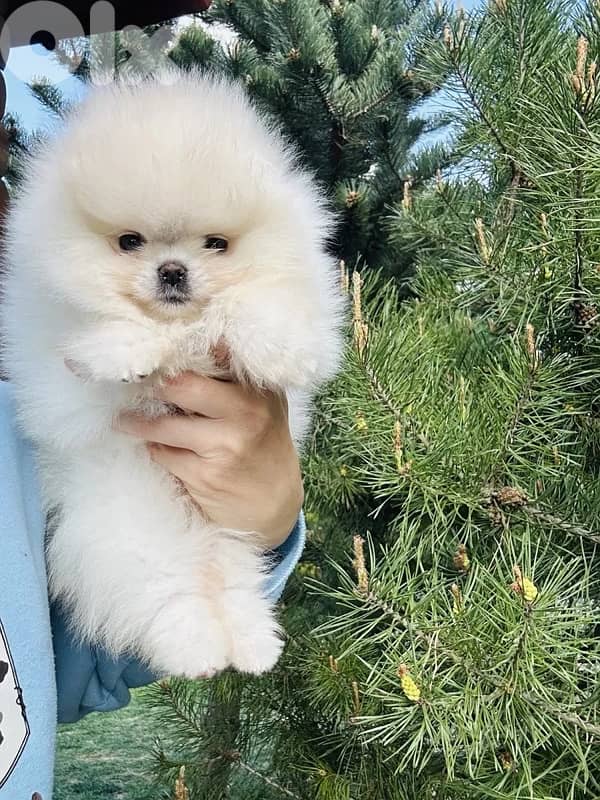 Teacup Pomeranian Puppys imported 2