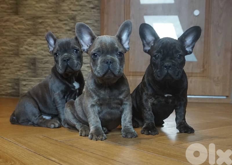 French Bulldog all colors available 1