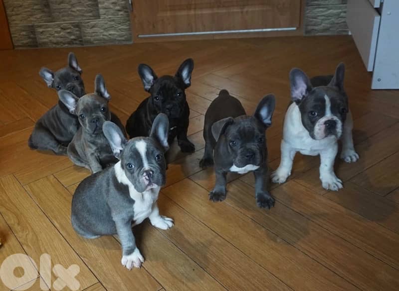 French Bulldog all colors available 4
