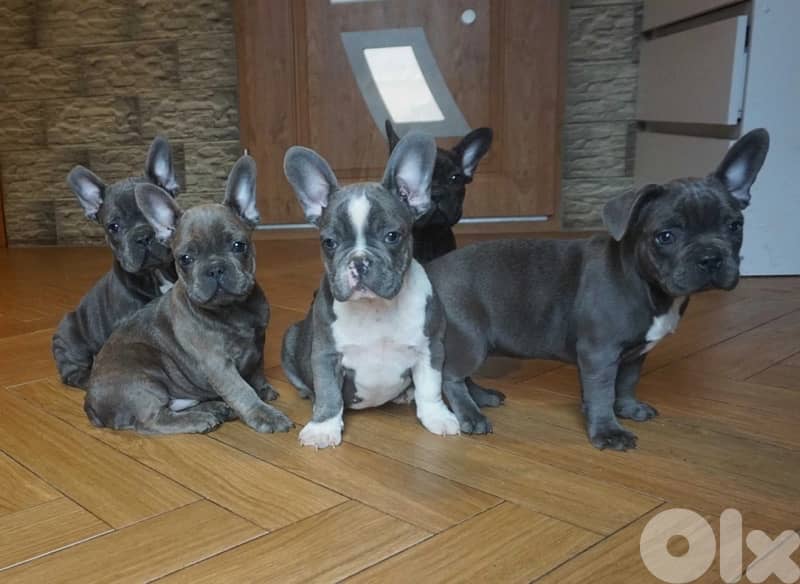 French Bulldog all colors available 5