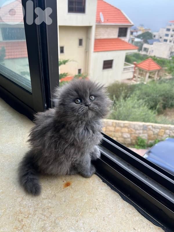 scottish fold highland 2