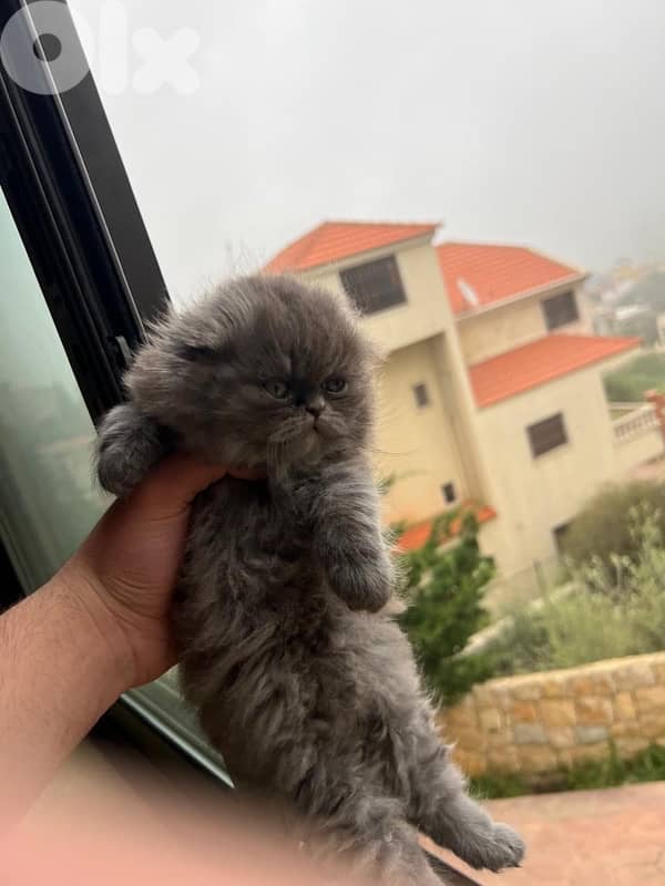 scottish fold highland 3