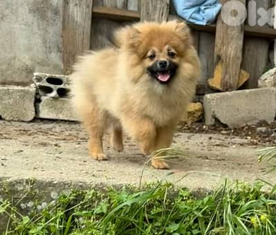 puppy for sale