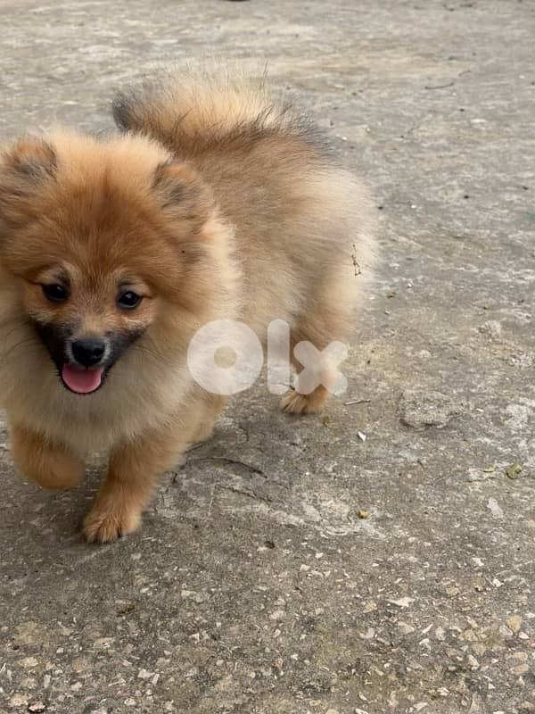 puppy for sale 2