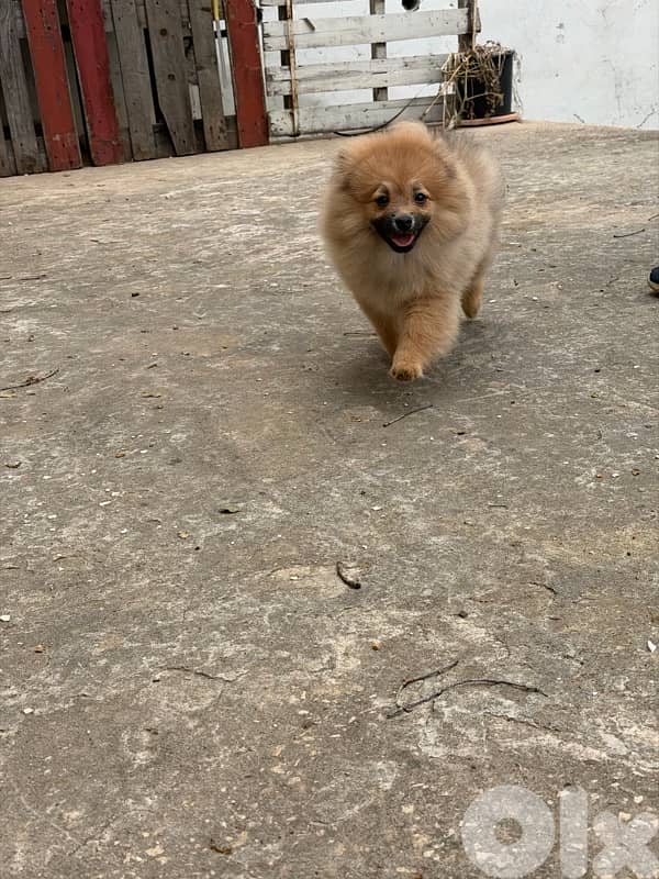 puppy for sale 3