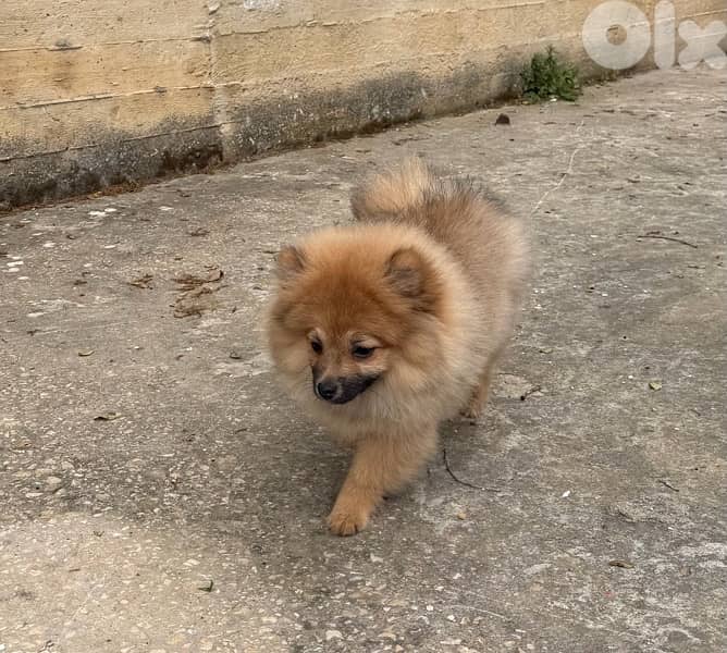 puppy for sale 4