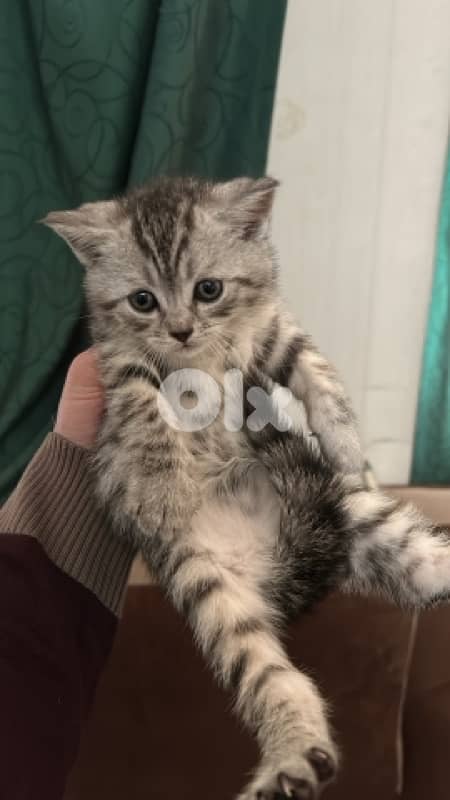 3 small British short hair kittens 4