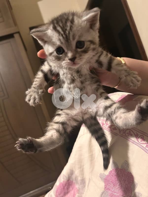 3 small British short hair kittens 6
