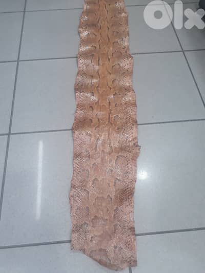 leather 2 meter long 100 $