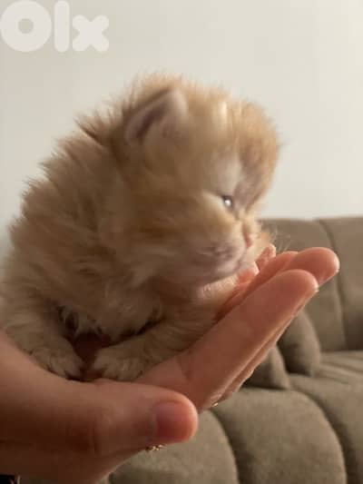 pure persian cat and exotic short hair