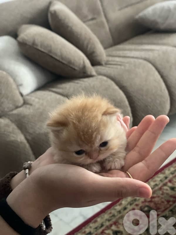 pure persian cat and exotic short hair 1
