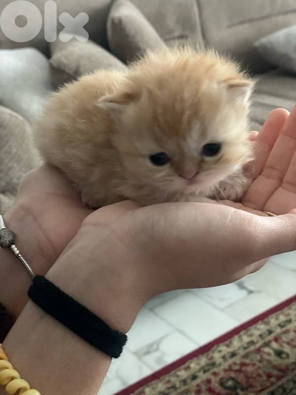 pure persian cat and exotic short hair 2