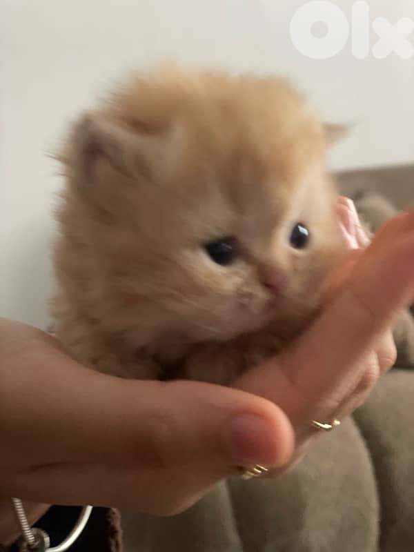 pure persian cat and exotic short hair 3