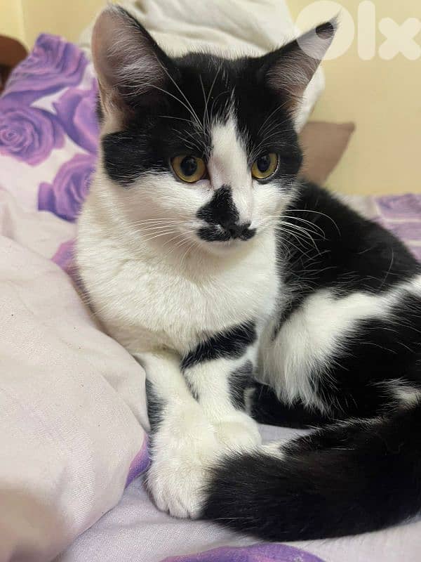 adoption 1