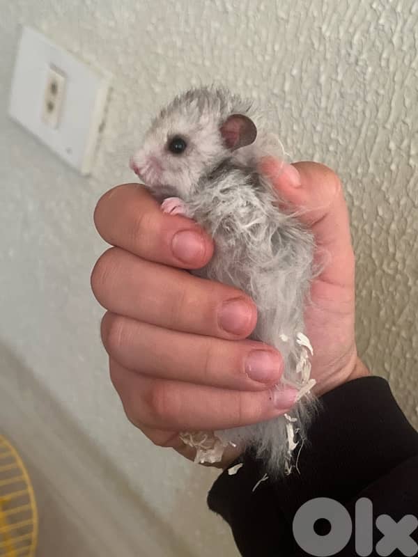 cute hamsters 1