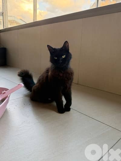 Beautiful Pure Black Persian Cat