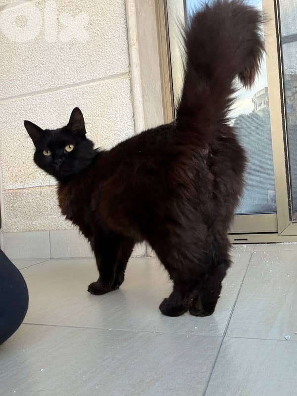 Beautiful Pure Black Persian Cat 1