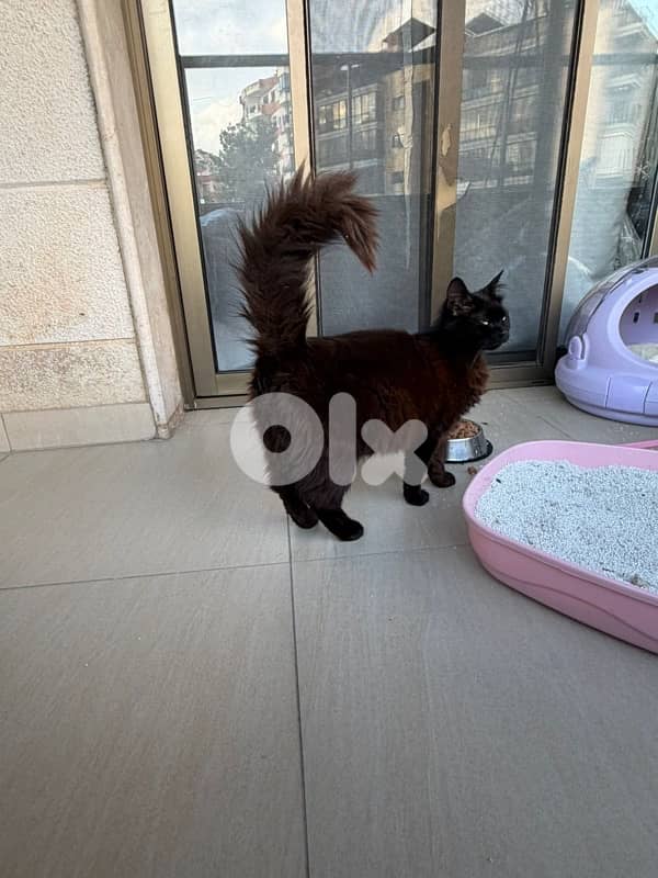 Beautiful Pure Black Persian Cat 2