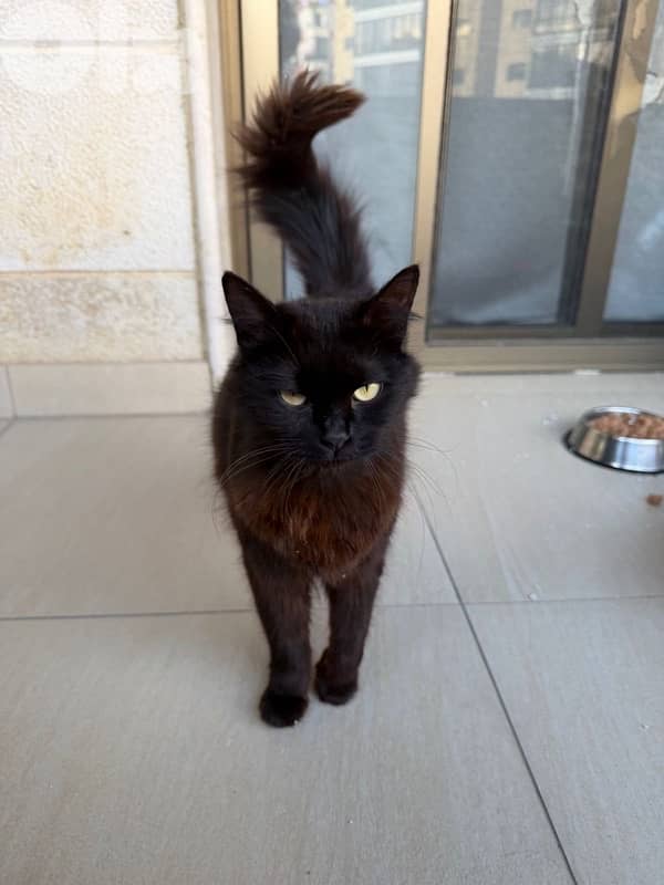 Beautiful Pure Black Persian Cat 3