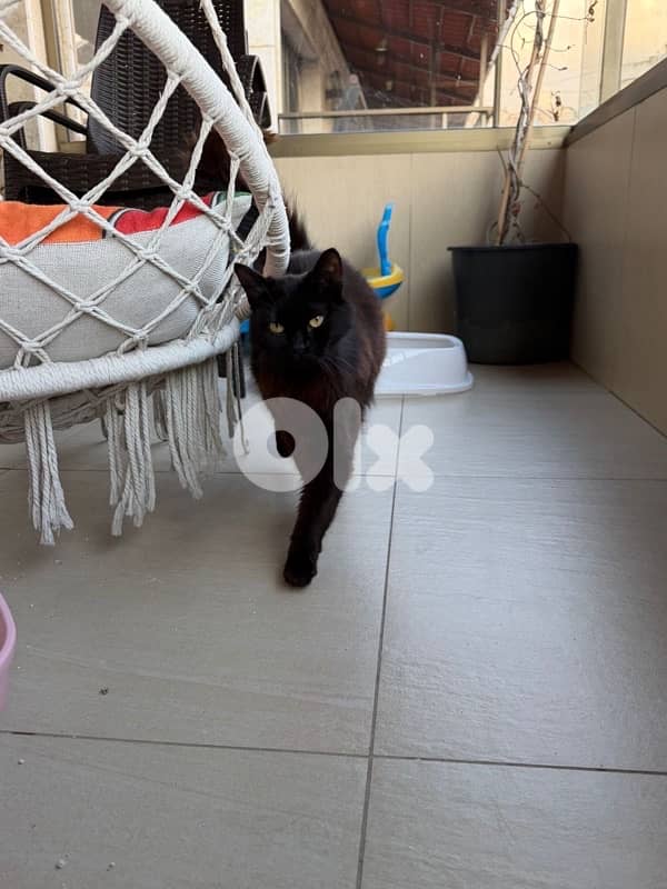 Beautiful Pure Black Persian Cat 4