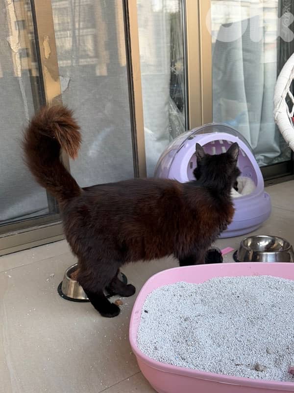 Beautiful Pure Black Persian Cat 5