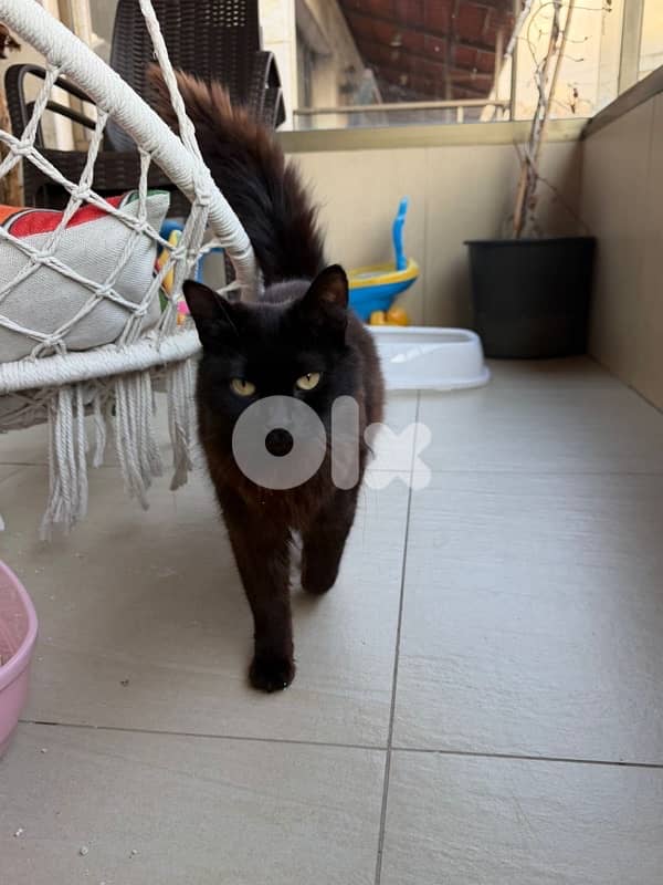 Beautiful Pure Black Persian Cat 6