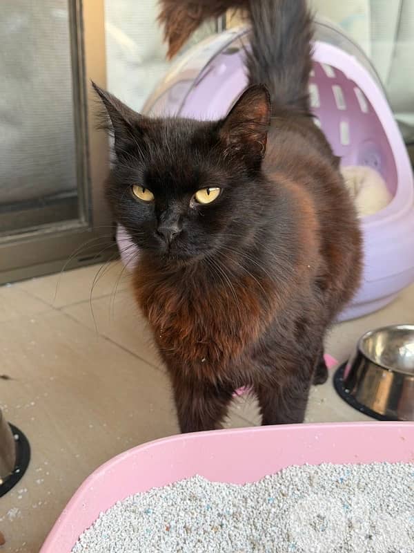 Beautiful Pure Black Persian Cat 7