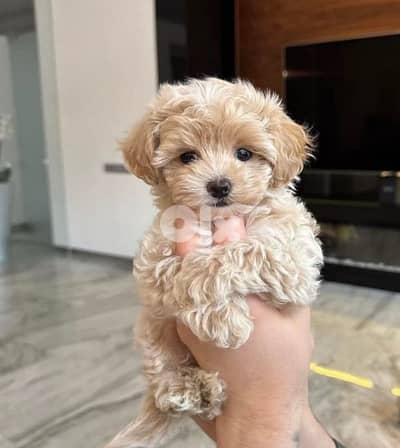 maltipoo