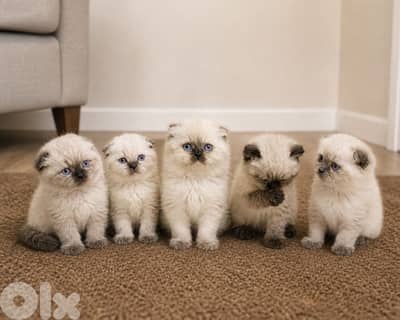 mix scottish himalayan