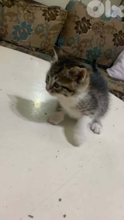 قطط للبيع نوع (tabby /orange tabby)