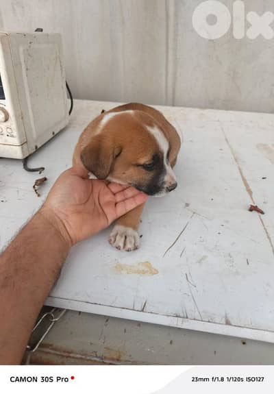 PUTBUL PUPPIES