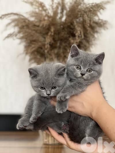 Adorable British short hair AVAILABLE