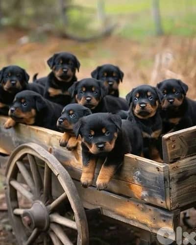 Best guard dog ROTTWEILER puppies available